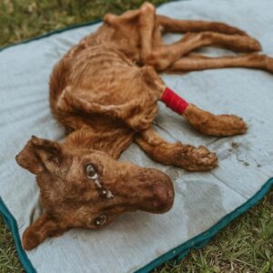 Armanda's Journey: From Abandonment to Recovery in a Loving Foster Home