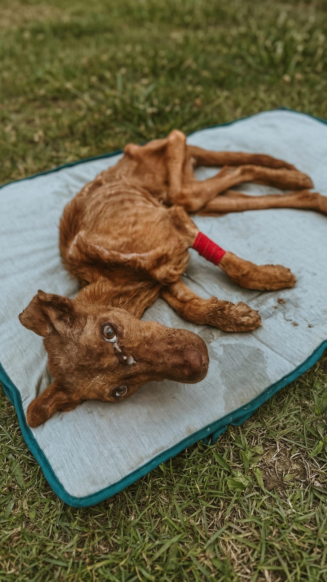 Armanda's Journey: From Abandonment to Recovery in a Loving Foster Home