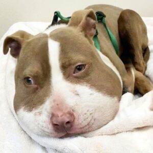 Stray Dog Mika's Shocking Rescue After Wandering for Help
