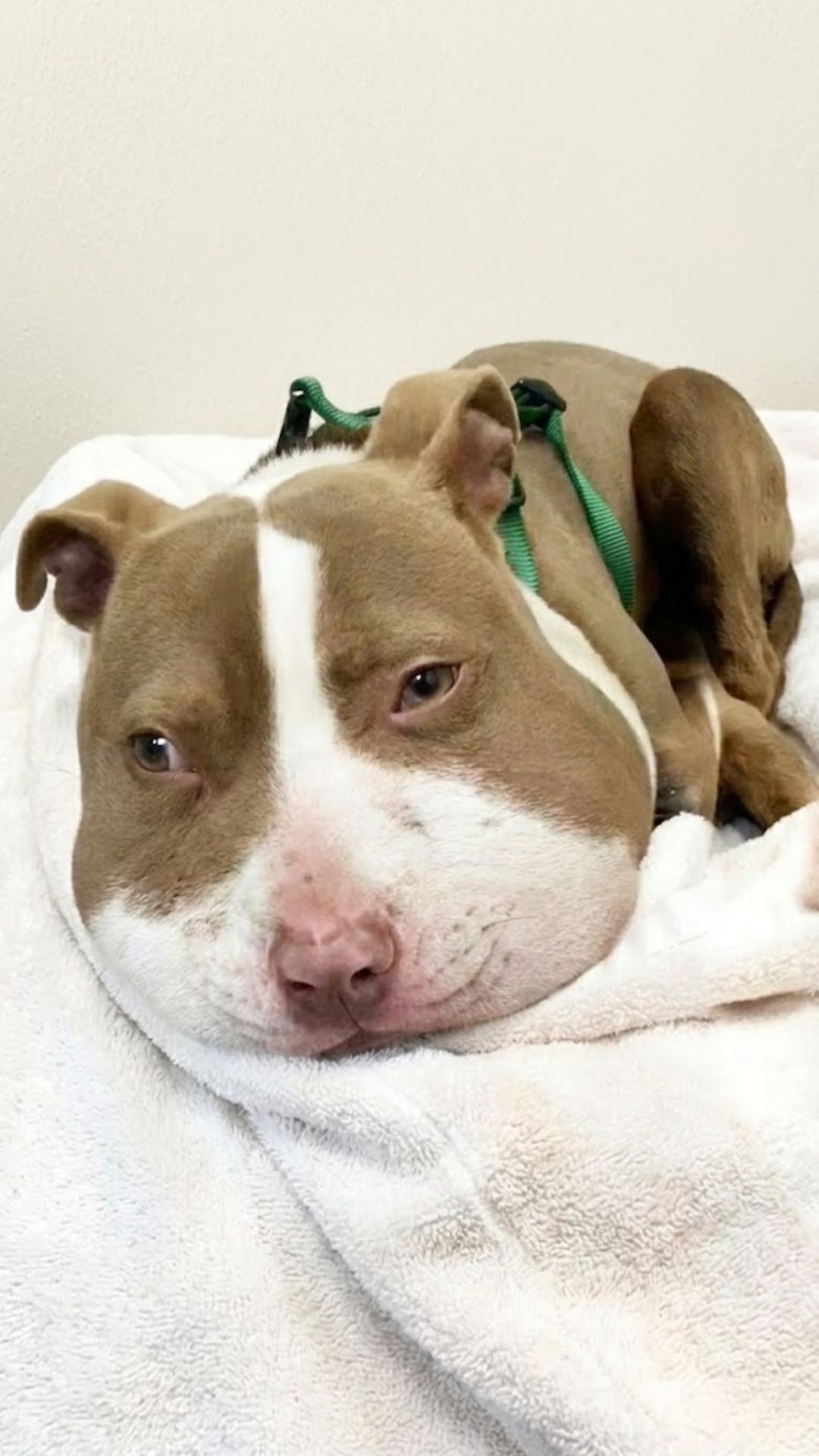 Stray Dog Mika's Shocking Rescue After Wandering for Help