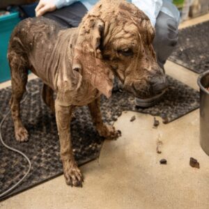 Small Dog Discovered on Mountain Road Receives Life-Saving Care