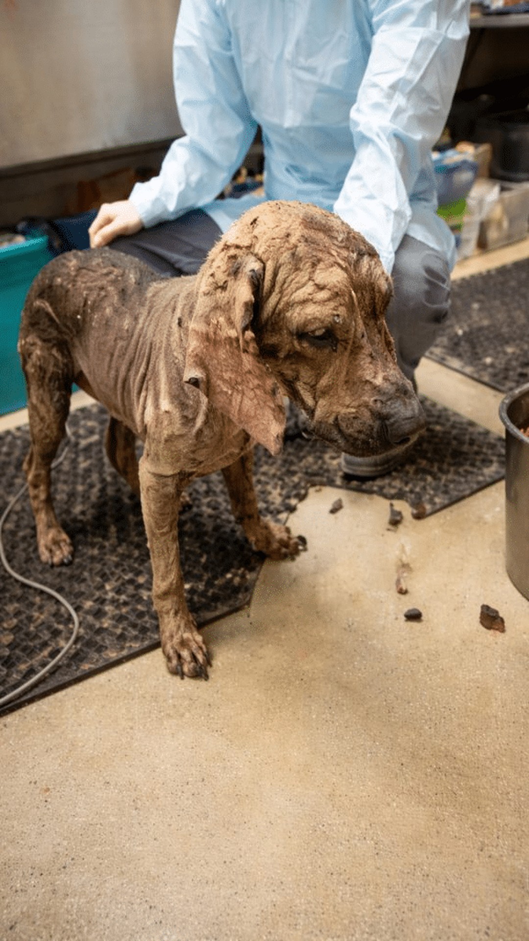 Small Dog Discovered on Mountain Road Receives Life-Saving Care