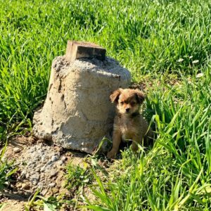Rescue Team Uncovers Hidden Family of Five Puppies in the Wilderness