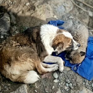 Nine-Year-Old Boy Carries Injured Puppy to Safety After Tragic Accident