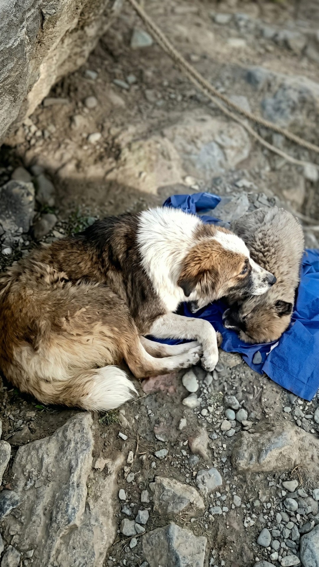 Nine-Year-Old Boy Carries Injured Puppy to Safety After Tragic Accident