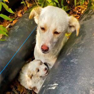 Mother Dog Finds Safety and Care After Life on the Streets