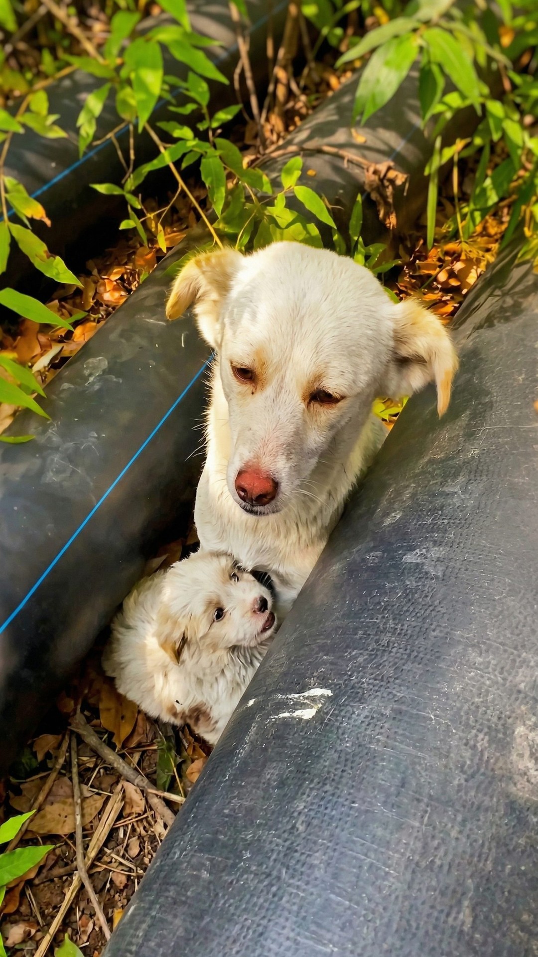 Mother Dog Finds Safety and Care After Life on the Streets