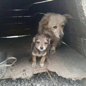 Nalan's Journey: From Neglect to Recovery in Just Weeks