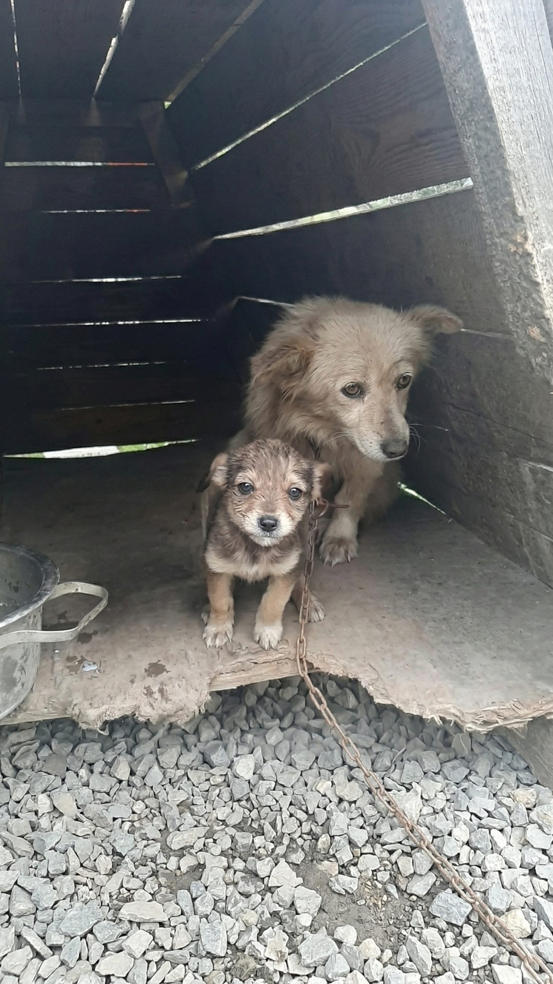 Nalan's Journey: From Neglect to Recovery in Just Weeks