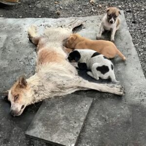From Paralyzed Despair to First Steps: Saria's Journey