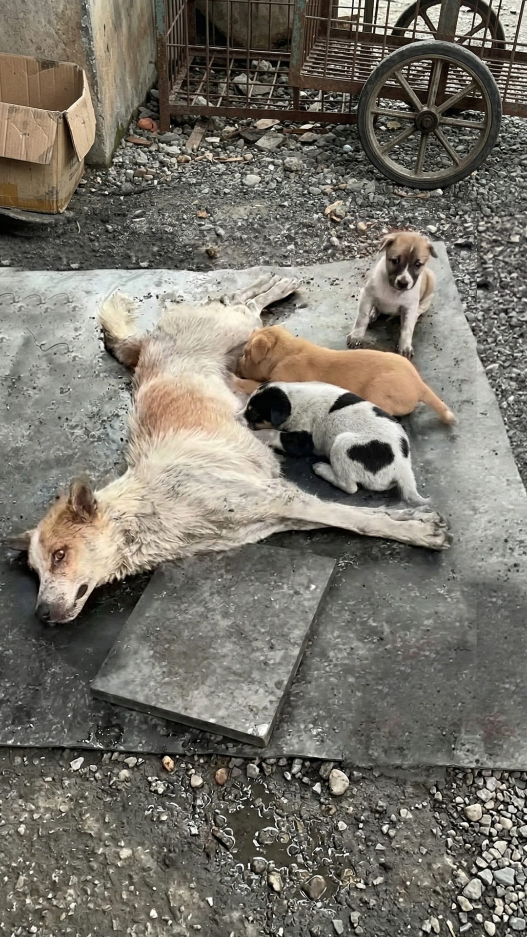 From Paralyzed Despair to First Steps: Saria's Journey