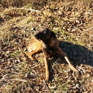 Rescue Team Finds Starving Mother Dog and Her Hidden Puppies Near Busy Highway