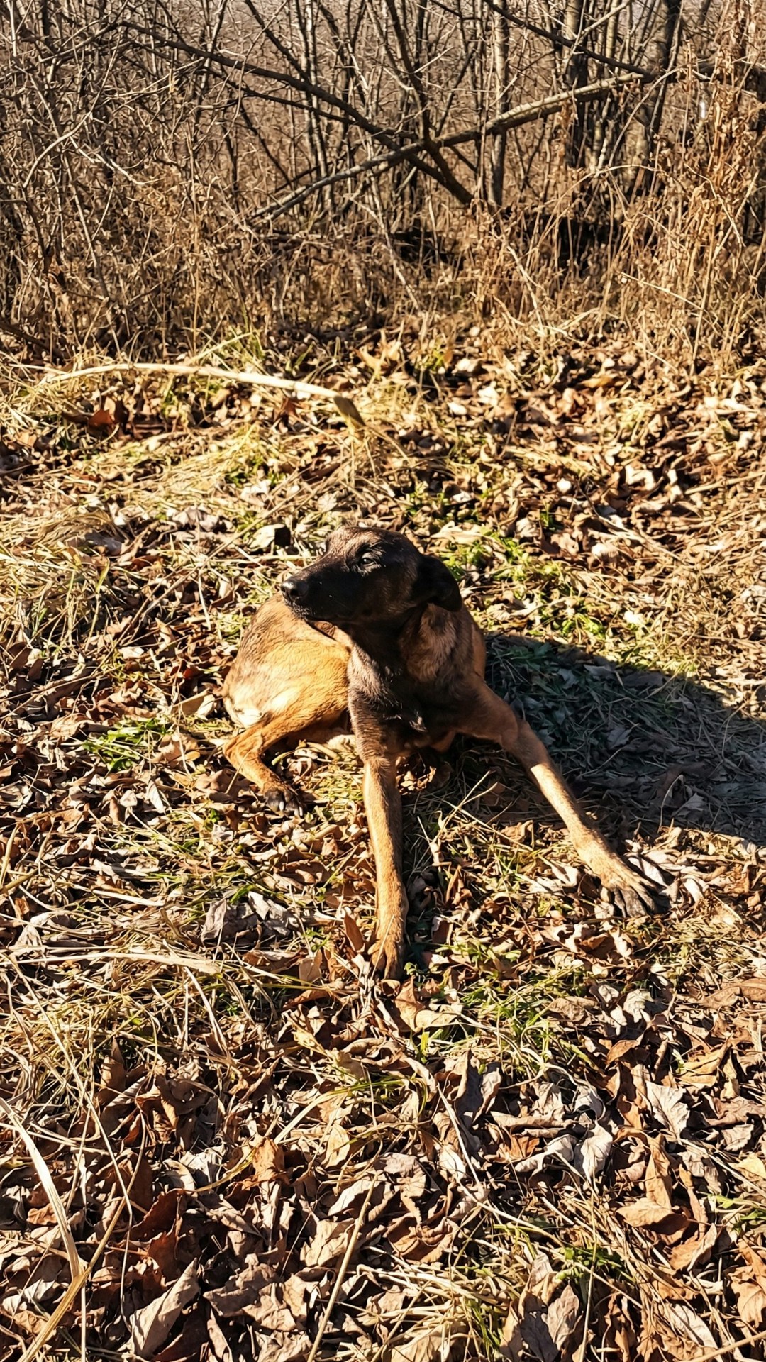 Rescue Team Finds Starving Mother Dog and Her Hidden Puppies Near Busy Highway