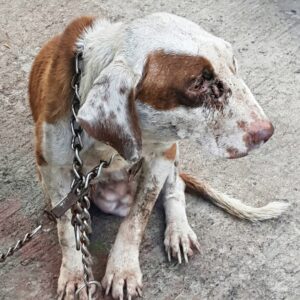 Rescue Team Discovers Emaciated Dog Left Alone in Freezing Conditions
