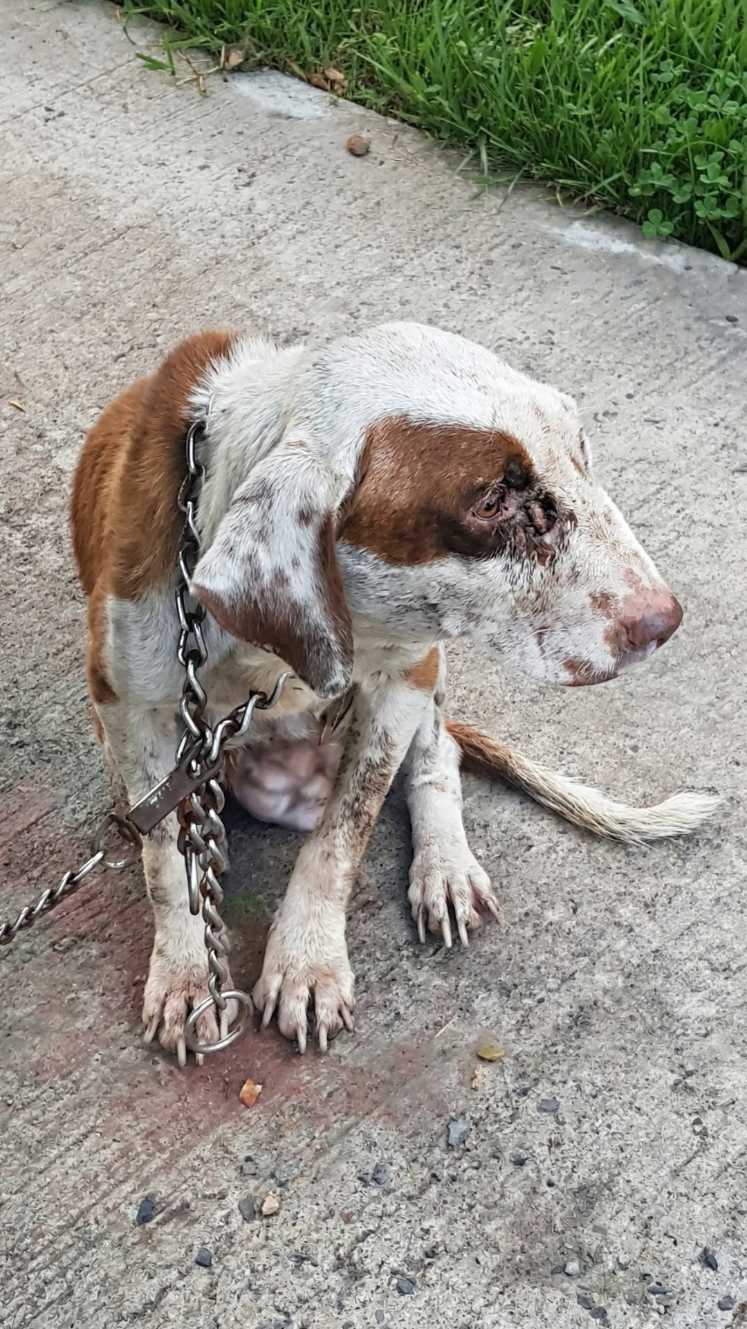 Rescue Team Discovers Emaciated Dog Left Alone in Freezing Conditions
