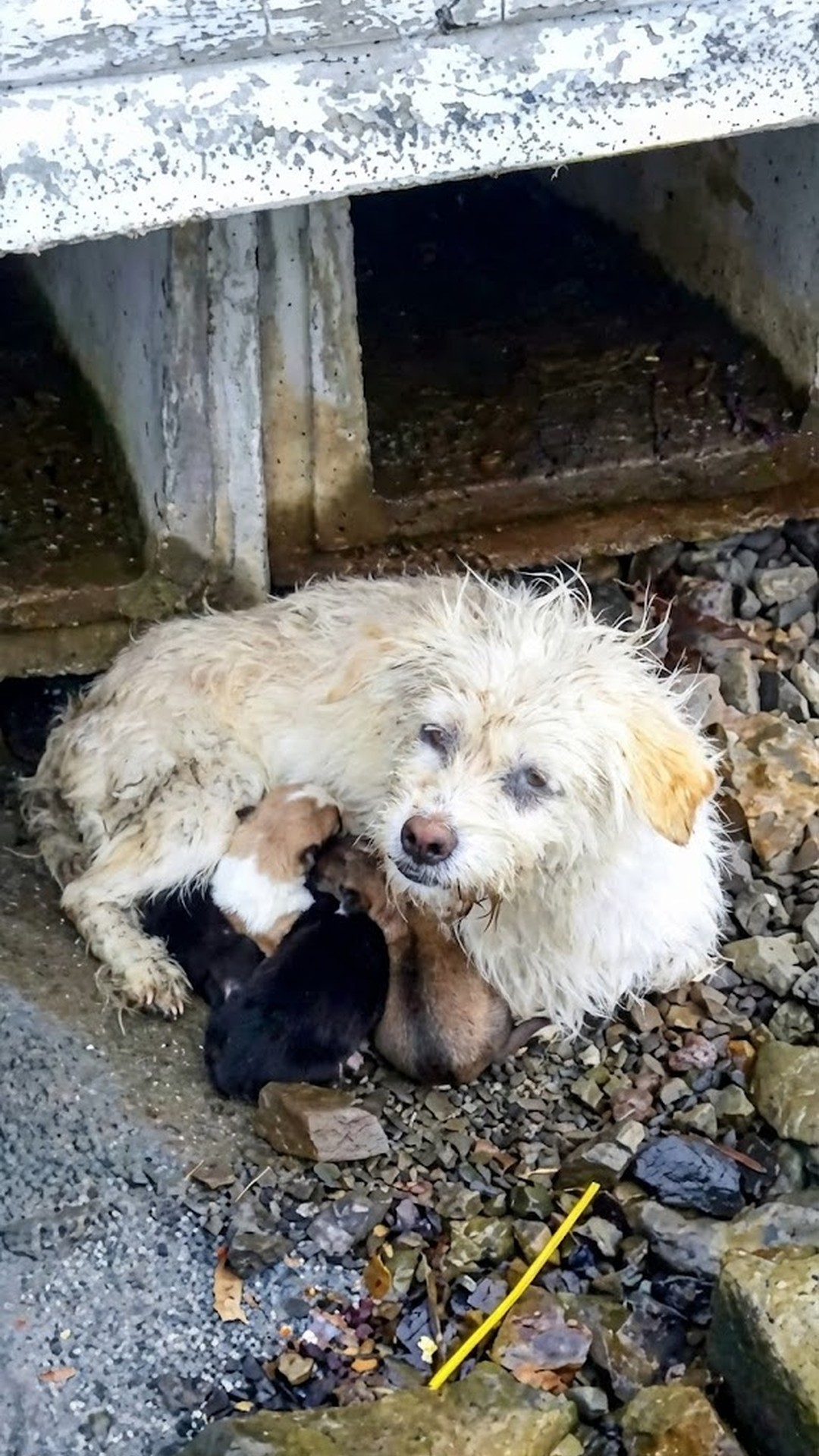 Molly the Blind Mother Dog Uses Her Senses to Navigate Life After Trauma