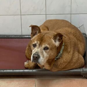 After 1,739 Days, Mr. Jones Finally Finds His Forever Home