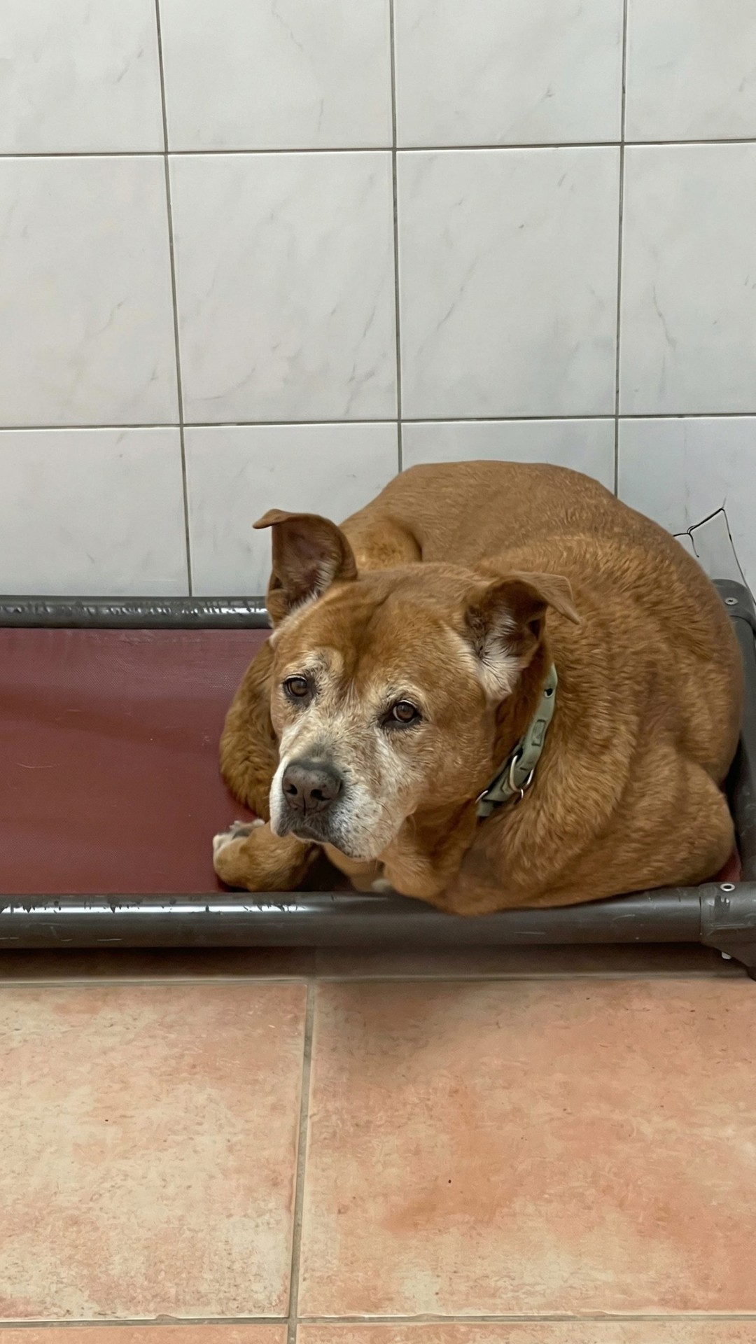 After 1,739 Days, Mr. Jones Finally Finds His Forever Home
