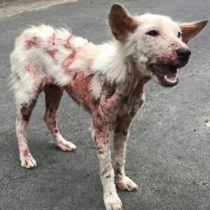 Delilah's Journey: From Abandoned Stray to Beach-Loving Family Pet in Just Months