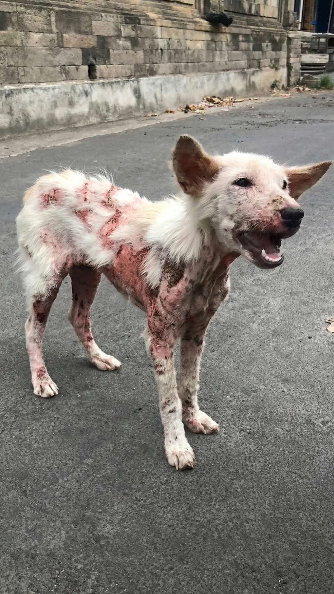 Delilah's Journey: From Abandoned Stray to Beach-Loving Family Pet in Just Months