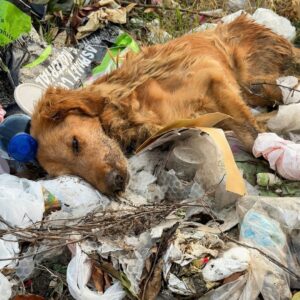 Golden Retriever's Unyielding Spirit Shines Amid Desolation