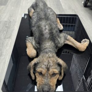 From Freezing on the Streets to Thriving in a Loving Home: Koa's Rescue Journey