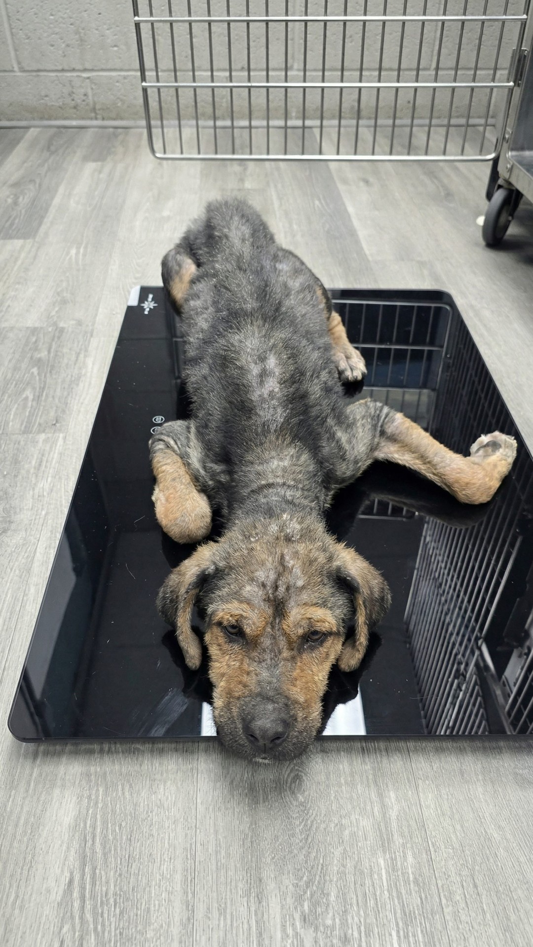 From Freezing on the Streets to Thriving in a Loving Home: Koa's Rescue Journey