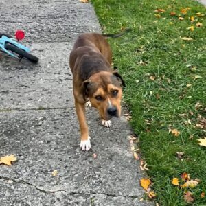 Muffin Man: The Stray Dog Who Sought Comfort After Abandonment