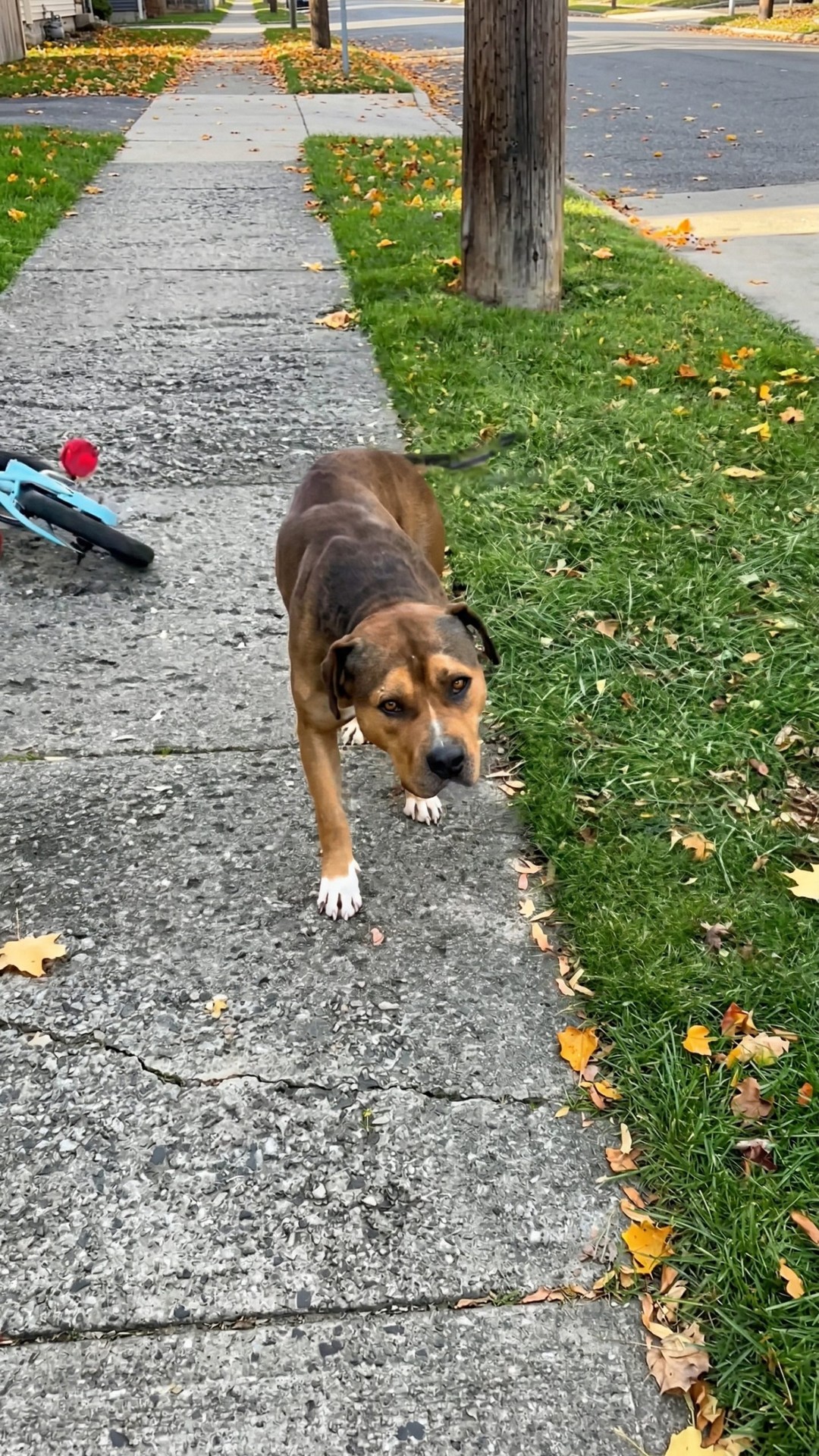 Muffin Man: The Stray Dog Who Sought Comfort After Abandonment