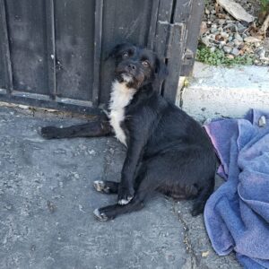 Rescue Team Finds Tulum After Hit-and-Run Left Her Paralyzed
