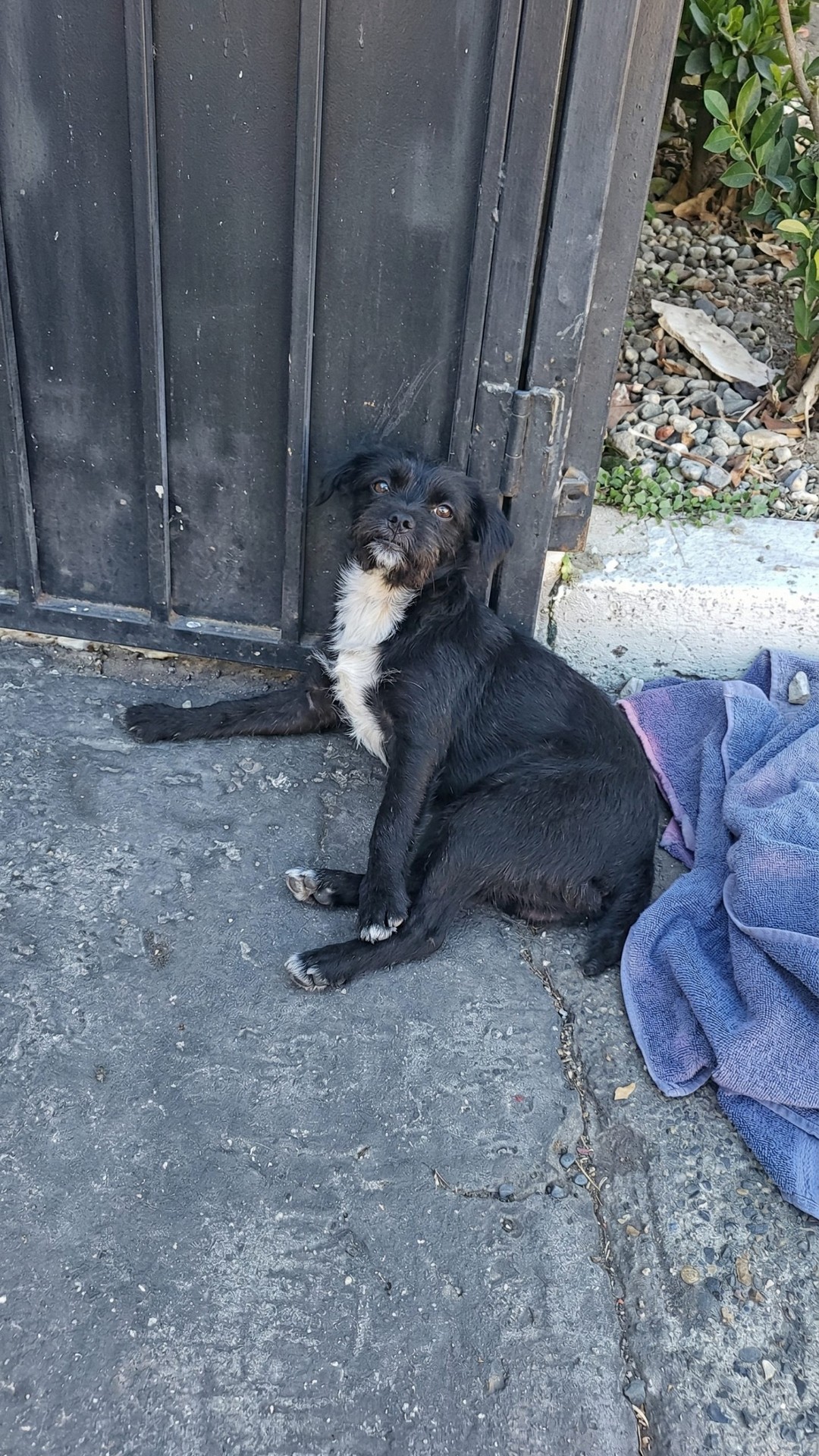 Rescue Team Finds Tulum After Hit-and-Run Left Her Paralyzed