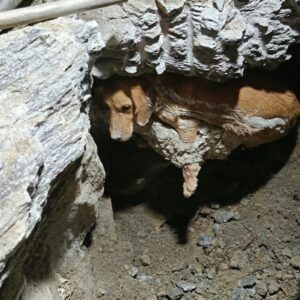 Rescuers Spend Seven Hours Freeing Dog Trapped in Concrete at Construction Site