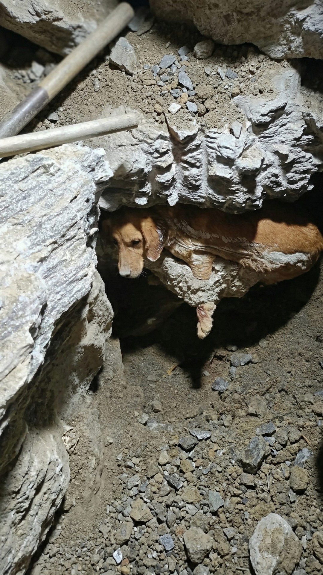 Rescuers Spend Seven Hours Freeing Dog Trapped in Concrete at Construction Site
