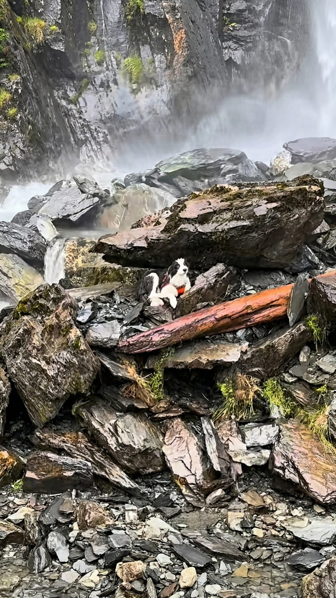 Molly Waits Seven Days on Cold Rocks After Owner's Fall