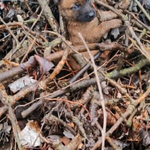 Rescuers Save a Screaming Puppy Trapped in Twigs During a Cold Rain