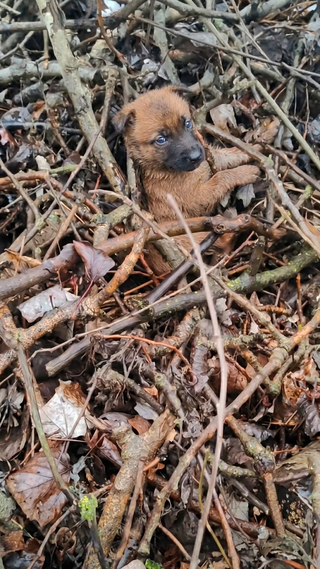 Rescuers Save a Screaming Puppy Trapped in Twigs During a Cold Rain