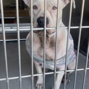 Pit Bull Found in Shelter Still Wearing Pajamas After Family Abandonment