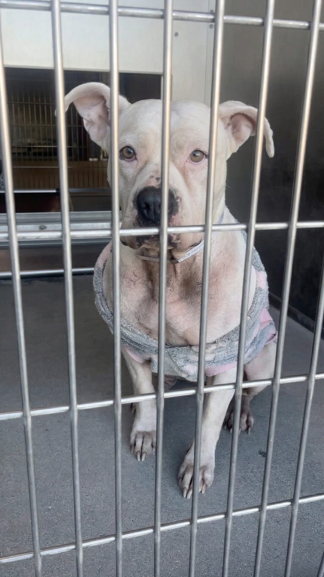 Pit Bull Found in Shelter Still Wearing Pajamas After Family Abandonment