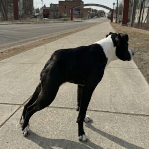 Millie Mae's Unique Charm Captivates New Family After Three Years in Shelter