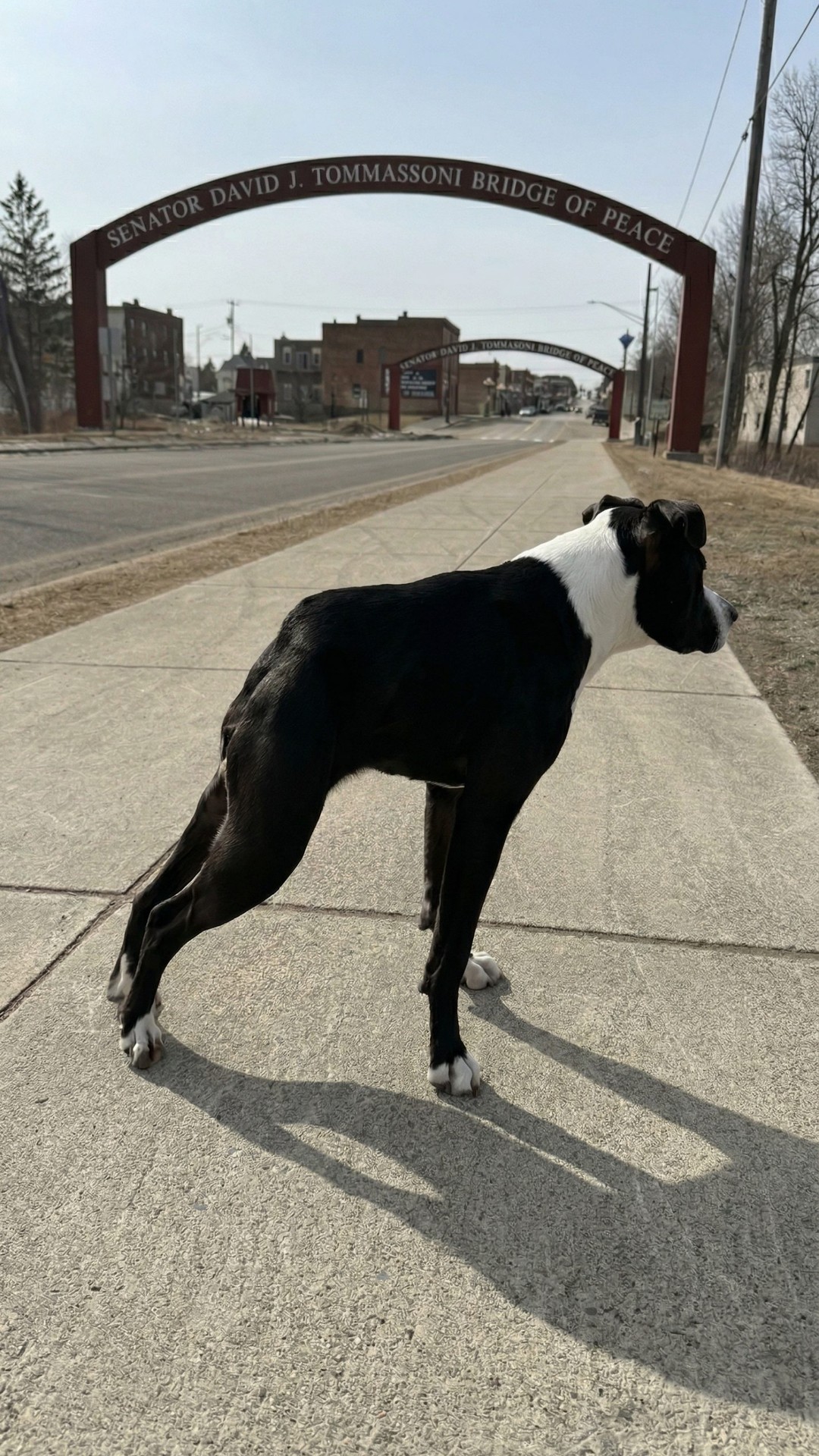 Millie Mae's Unique Charm Captivates New Family After Three Years in Shelter