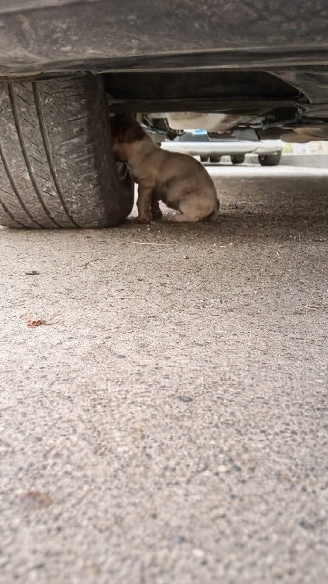 Small Dog Transforms After Rescue from Muddy Ordeal