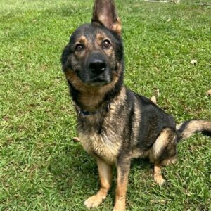 Ginger the One-Eared Dog Finds Her Forever Home After Adoption Event Disappointment