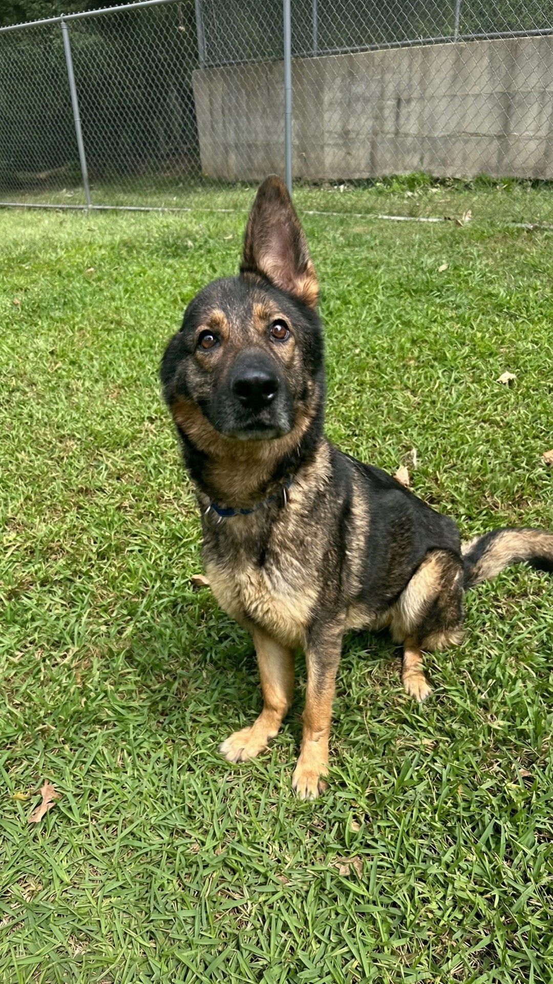 Ginger the One-Eared Dog Finds Her Forever Home After Adoption Event Disappointment