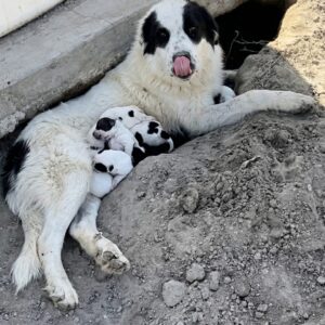 Rescue Team Finds 13 Dogs Hidden in an Orchard After Initial Call for 4