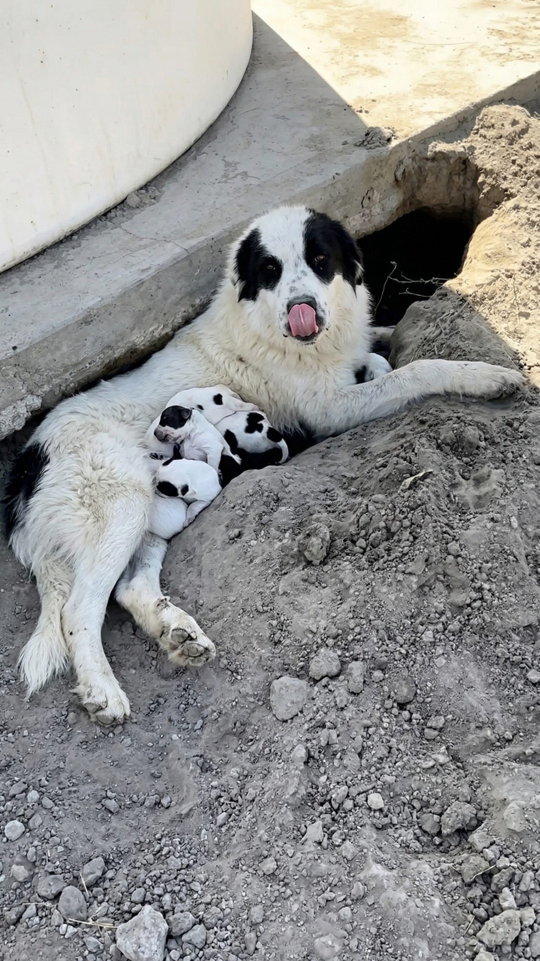 Rescue Team Finds 13 Dogs Hidden in an Orchard After Initial Call for 4