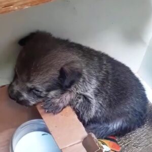 Blind Puppy Indigo Thrives After Being Abandoned in a Decorated Box