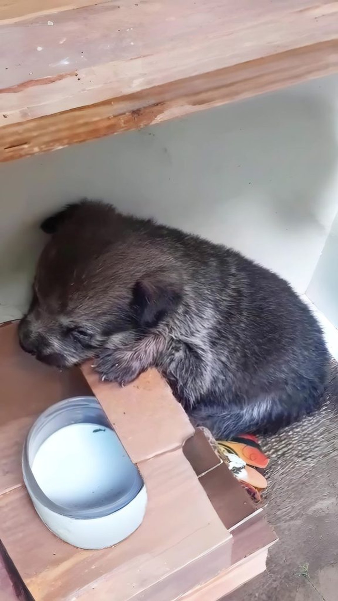Blind Puppy Indigo Thrives After Being Abandoned in a Decorated Box