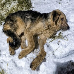 Rescue Team Finds Arnie Trapped in a Snow Hole, Struggling to Survive