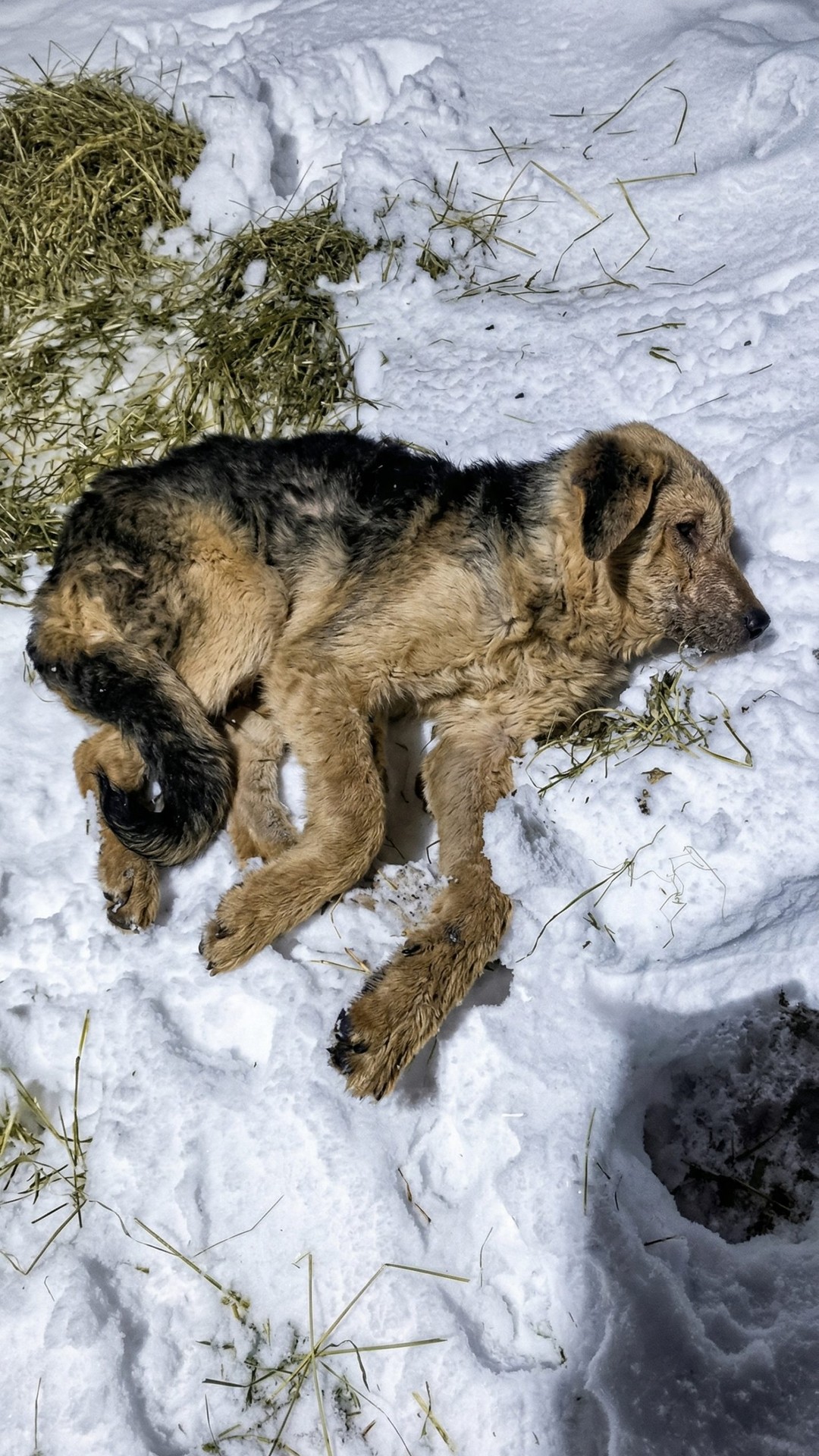 Rescue Team Finds Arnie Trapped in a Snow Hole, Struggling to Survive