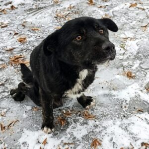Oscar the Paralyzed Dog Finds Hope After Crawling Through Snow for Help